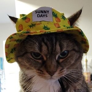 Meet your Posher, Justin